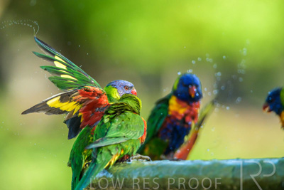 September 2023 / Wildlife_230929_Z9C5507