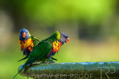 September 2023 / Wildlife_230929_Z9C5536