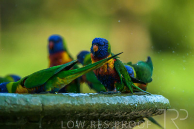 September 2023 / Wildlife_230929_Z9C5556