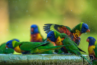 September 2023 / Wildlife_230929_Z9C5565