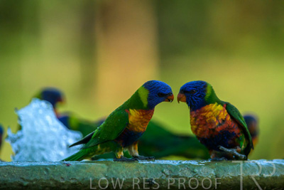 September 2023 / Wildlife_230929_Z9C5641