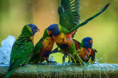 September 2023 / Wildlife_230929_Z9C5652