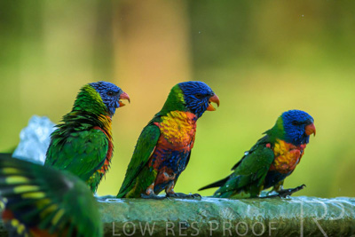 September 2023 / Wildlife_230929_Z9C5658