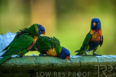 September 2023 / Wildlife_230929_Z9C5673