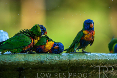 September 2023 / Wildlife_230929_Z9C5680