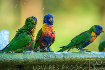 September 2023 / Wildlife_230929_Z9C5696