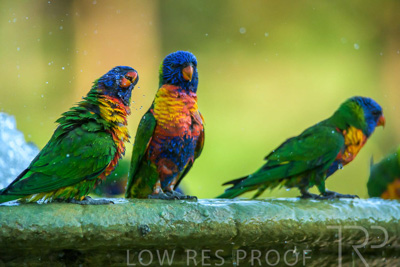 September 2023 / Wildlife_230929_Z9C5697