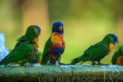 September 2023 / Wildlife_230929_Z9C5700