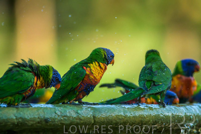 September 2023 / Wildlife_230929_Z9C5718