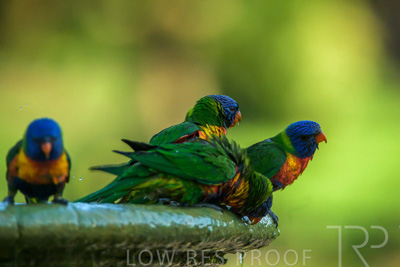 September 2023 / Wildlife_230929_Z9C5771