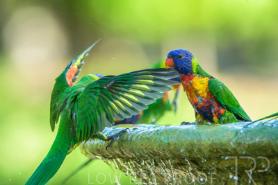 September 2023 / Wildlife_230929_Z9C5943