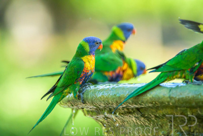 September 2023 / Wildlife_230929_Z9C5974