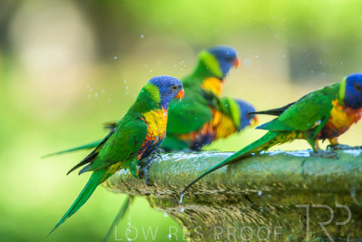 September 2023 / Wildlife_230929_Z9C5979