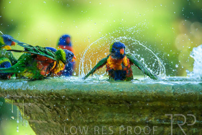 September 2023 / Wildlife_230929_Z9C6086