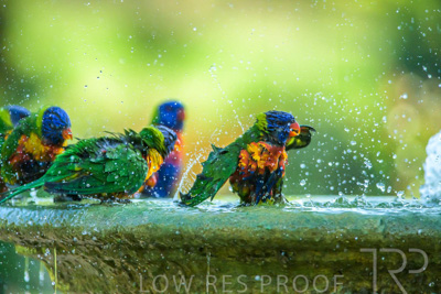 September 2023 / Wildlife_230929_Z9C6091