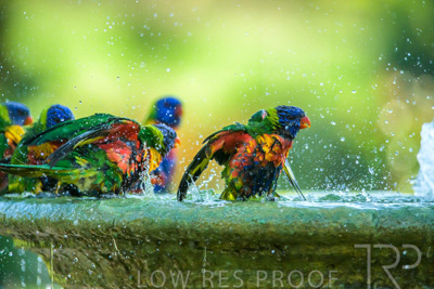 September 2023 / Wildlife_230929_Z9C6092