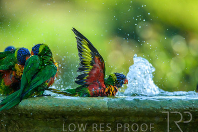 September 2023 / Wildlife_230929_Z9C6106