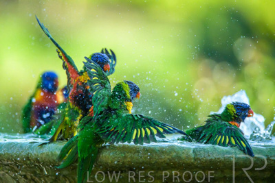 September 2023 / Wildlife_230929_Z9C6110