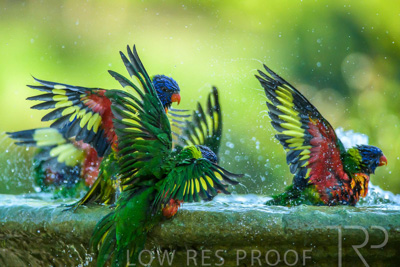 September 2023 / Wildlife_230929_Z9C6111