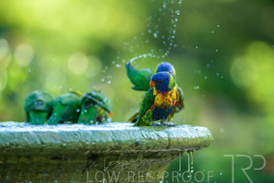 September 2023 / Wildlife_230929_Z9C6204