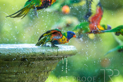 September 2023 / Wildlife_230929_Z9C6232