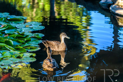 October 2023 / Wildlife_231011_85E2748