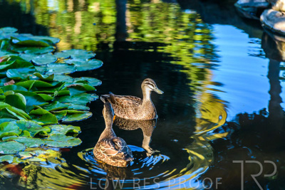 October 2023 / Wildlife_231011_85E2751