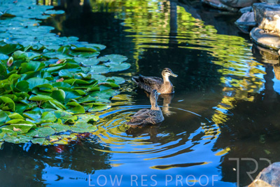 October 2023 / Wildlife_231011_85E2760