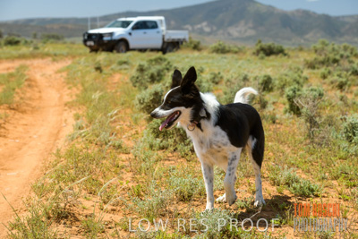 October 2020 / Phoebe_STOREY_and_Bindi_201001_080