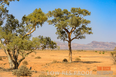 WERTALOONA_SA_200114_259