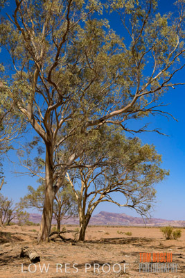 WERTALOONA_SA_200114_270