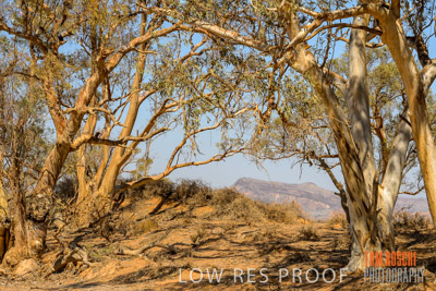 WERTALOONA_SA_200114_273