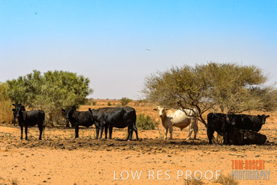 WERTALOONA_SA_200114_285