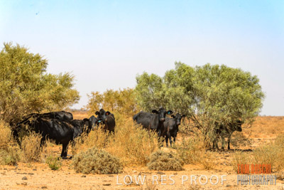 WERTALOONA_SA_200114_286