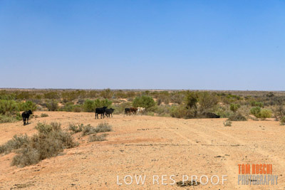 WERTALOONA_SA_200114_288