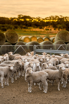 June 2020 / GLENRAE_0146