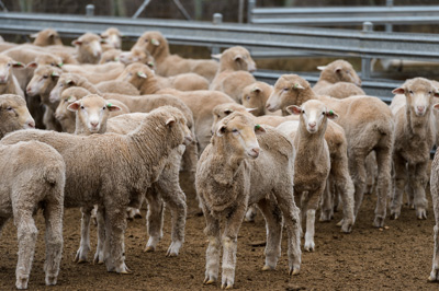 June 2020 / GLENRAE_0160