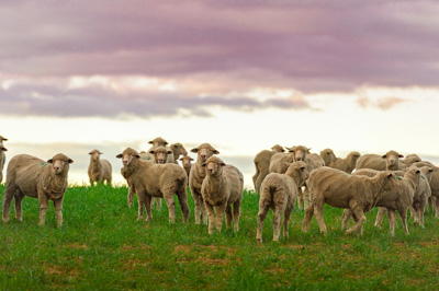 June 2020 / GLENRAE_1167