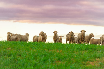 June 2020 / GLENRAE_1203