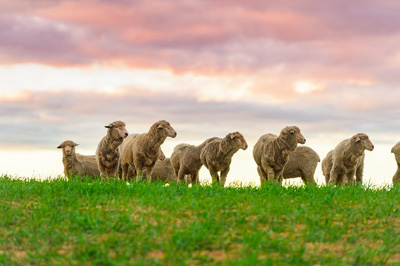 June 2020 / GLENRAE_1209