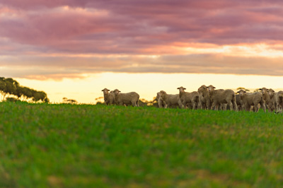 June 2020 / GLENRAE_1295