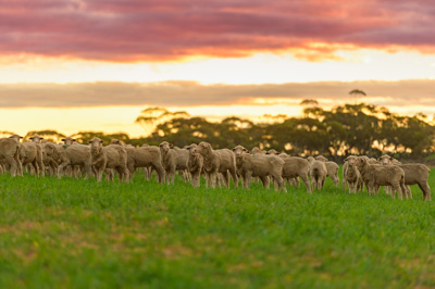 June 2020 / GLENRAE_1307