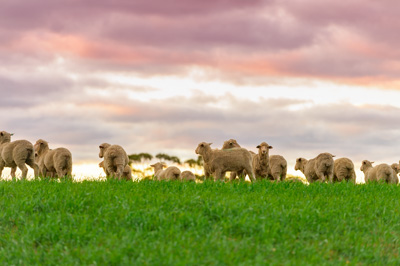 June 2020 / GLENRAE_1360