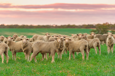 June 2020 / GLENRAE_1550