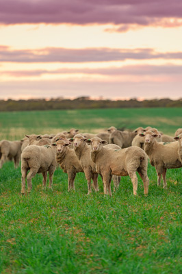 June 2020 / GLENRAE_1556