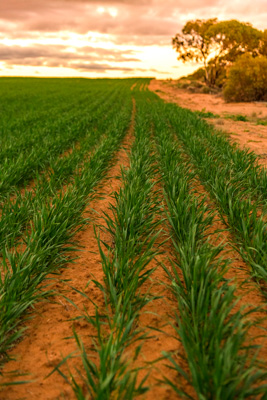 June 2020 / GLENRAE_1689