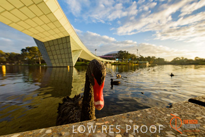 June 2017 / TORRENS_FOOTBRIDGE_096_170625