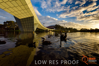June 2017 / TORRENS_FOOTBRIDGE_123_170625