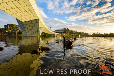June 2017 / TORRENS_FOOTBRIDGE_125_170625