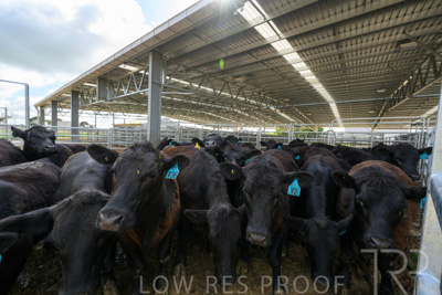 September 2025 / Roseworthy_250919_Z8C1630